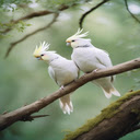 Cockatiel parrots wallpaper  screen for extension Chrome web store in OffiDocs Chromium