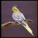 Cockatiel Wallpaper  screen for extension Chrome web store in OffiDocs Chromium