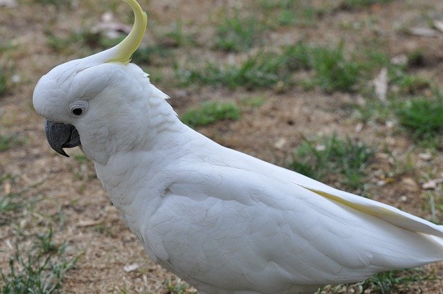 Free download Cockatoo Australia Bird Close free photo template to be edited with GIMP online image editor