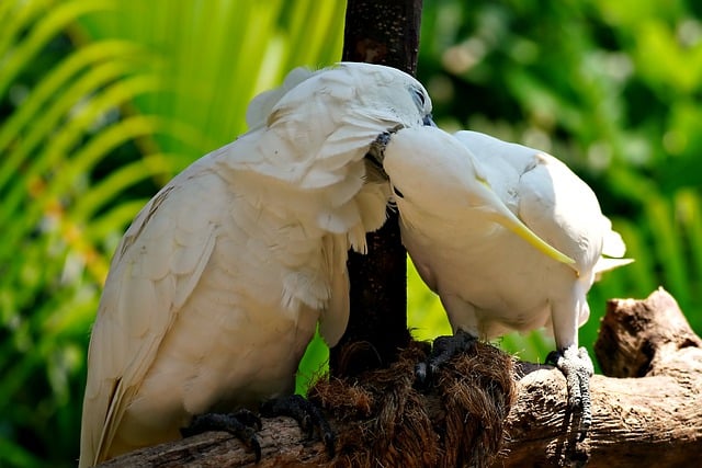Free download cockatoo bird animal wildlife free picture to be edited with GIMP free online image editor
