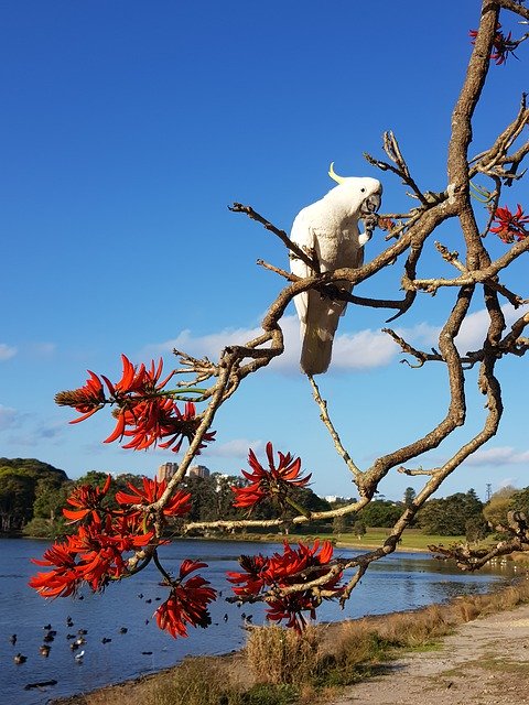 Free picture Cockatoo Bird Tree -  to be edited by GIMP free image editor by OffiDocs