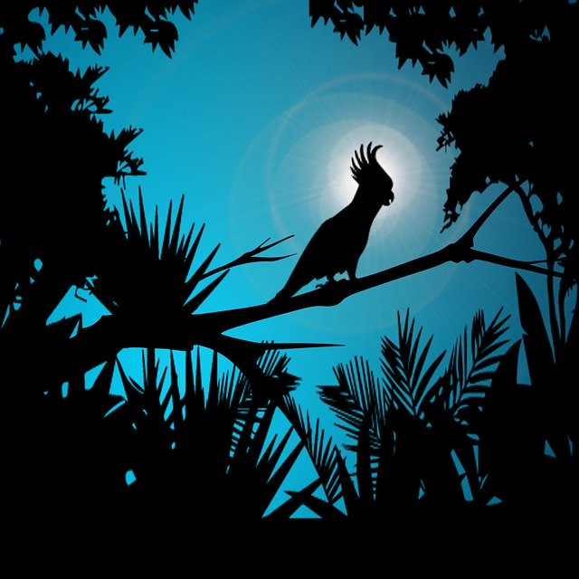 Bezpłatne pobieranie Cockatoo Jungle Twilight - bezpłatna ilustracja do edycji za pomocą bezpłatnego internetowego edytora obrazów GIMP