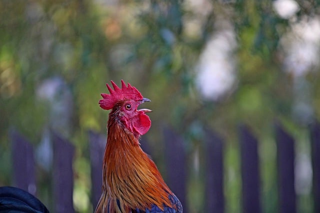 Muat turun percuma gambar percuma burung paruh ayam untuk diedit dengan editor imej dalam talian percuma GIMP