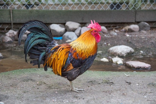 Free download cock bird nature animal beak free picture to be edited with GIMP free online image editor