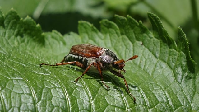 Free download cockchafer beetle nature macro free picture to be edited with GIMP free online image editor