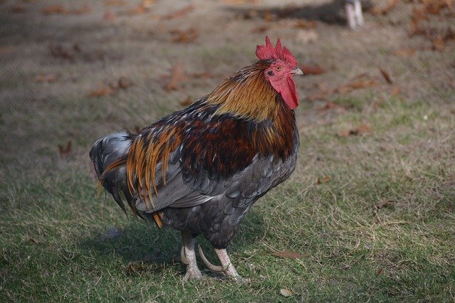 Безкоштовно завантажте Cock Crete Pins — безкоштовну фотографію чи зображення для редагування за допомогою онлайн-редактора зображень GIMP