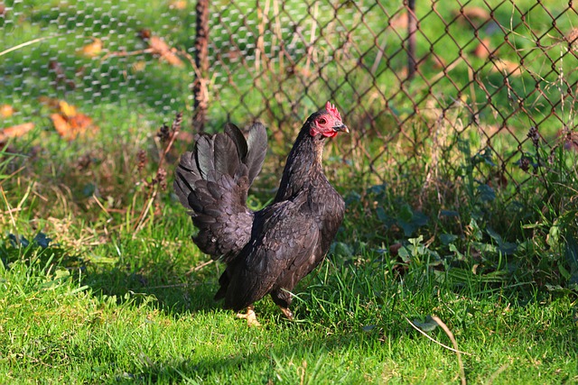 Free download cockerel chicken poultry farm free picture to be edited with GIMP free online image editor
