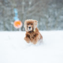 Cocker spaniel dog play snow  screen for extension Chrome web store in OffiDocs Chromium