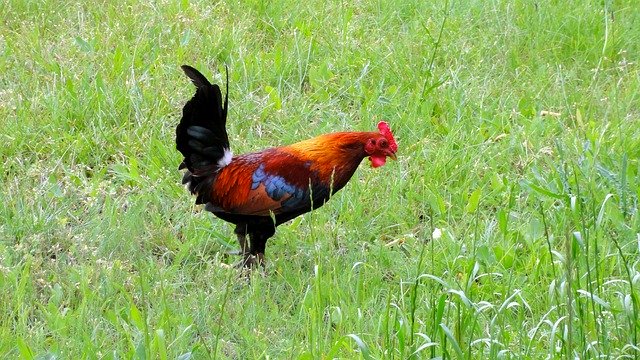 Descărcare gratuită Cock Grass Bird - fotografie sau imagini gratuite pentru a fi editate cu editorul de imagini online GIMP