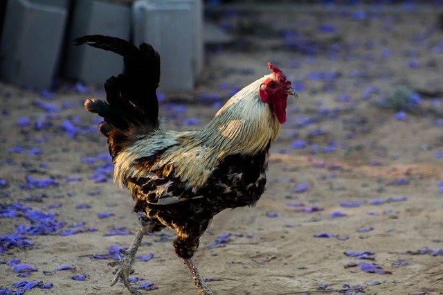 Безкоштовно завантажте Cock Hen House Farm - безкоштовне фото або зображення для редагування за допомогою онлайн-редактора зображень GIMP