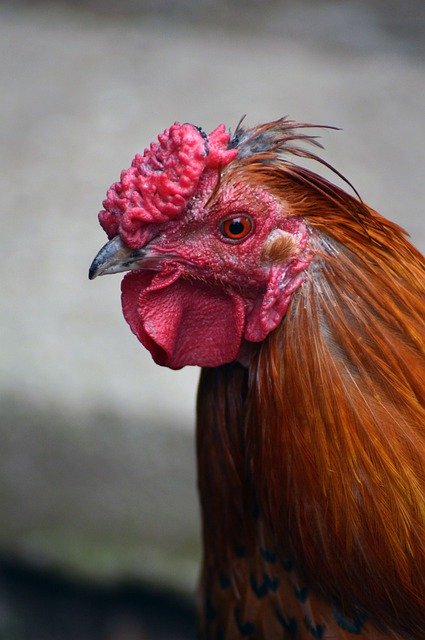 Kostenloser Download Cock Poultry Farm - kostenloses kostenloses Foto oder Bild zur Bearbeitung mit GIMP Online-Bildbearbeitung