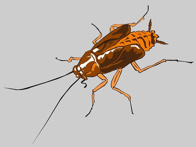 Free download Cockroach Insect Cockroaches -  free illustration to be edited with GIMP free online image editor