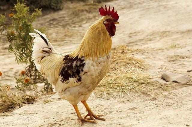 Free download Cock Roster White -  free photo or picture to be edited with GIMP online image editor