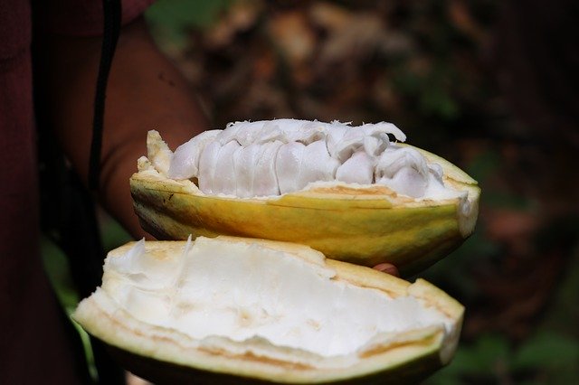 Muat turun percuma Cocoa Amazon Chocolate - foto atau gambar percuma untuk diedit dengan editor imej dalam talian GIMP