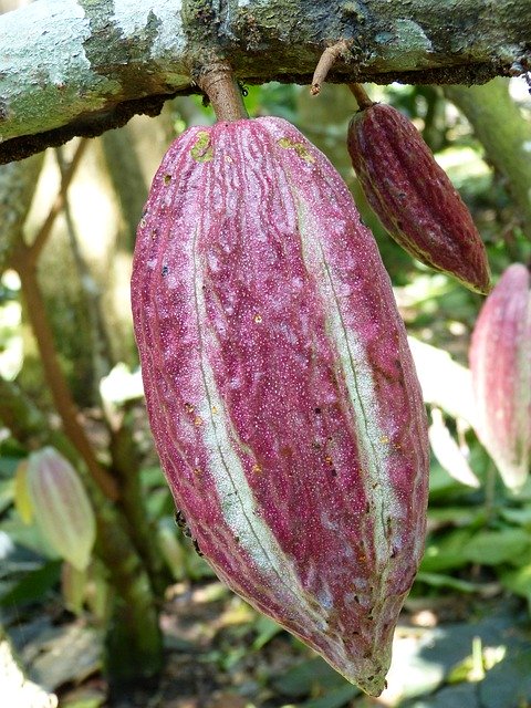 Скачать бесплатно Cocoa Bean Fruit - бесплатное фото или изображение для редактирования с помощью онлайн-редактора изображений GIMP