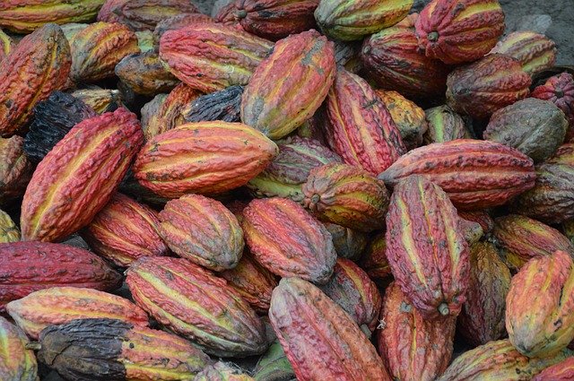 Free download Cocoa Beans Cacao -  free photo or picture to be edited with GIMP online image editor