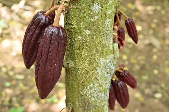 Free download Cocoa Colombia Nature -  free photo or picture to be edited with GIMP online image editor