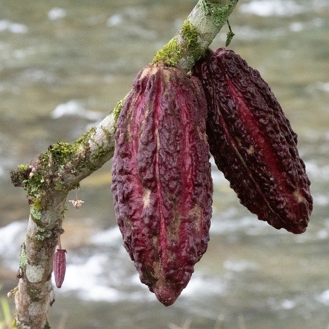 Безкоштовно завантажити Cocoa Tropics Fruit - безкоштовне фото або зображення для редагування за допомогою онлайн-редактора зображень GIMP