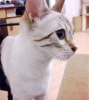 Free download coco-cat free photo or picture to be edited with GIMP online image editor