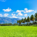 Coconut and rice  screen for extension Chrome web store in OffiDocs Chromium