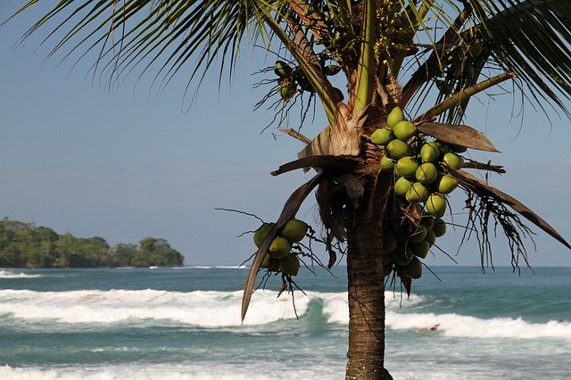 Gratis download Coconut Caribbean Palm - gratis foto of afbeelding om te bewerken met GIMP online afbeeldingseditor