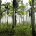 Coconut garden  screen for extension Chrome web store in OffiDocs Chromium