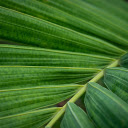 Coconut leaves  screen for extension Chrome web store in OffiDocs Chromium