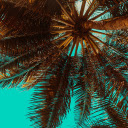 Coconut palm tree  screen for extension Chrome web store in OffiDocs Chromium