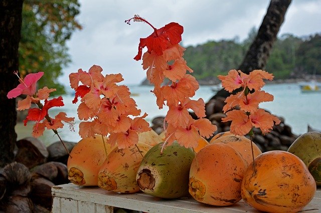 Безкоштовно завантажте Coconuts Tropics Paradise - безкоштовну фотографію або зображення для редагування за допомогою онлайн-редактора зображень GIMP