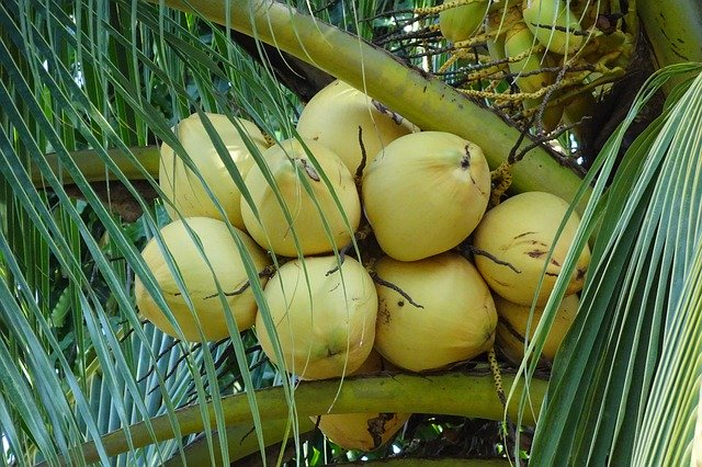 Free download Coconuts Yellow Cocos Nucifera free photo template to be edited with GIMP online image editor