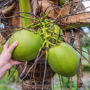 Coconut Theme  screen for extension Chrome web store in OffiDocs Chromium