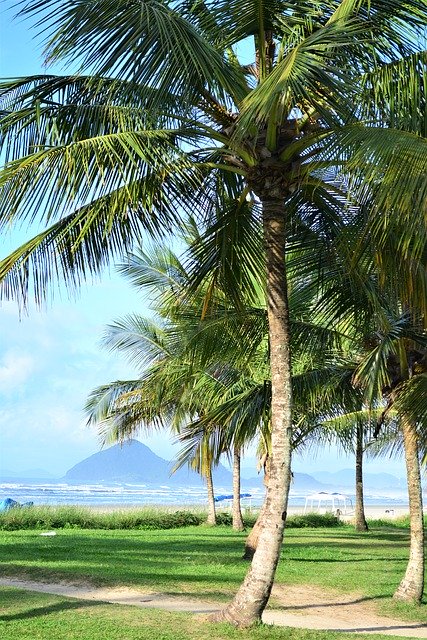 Free download Coconut Tree Beach Sand Palm -  free photo or picture to be edited with GIMP online image editor