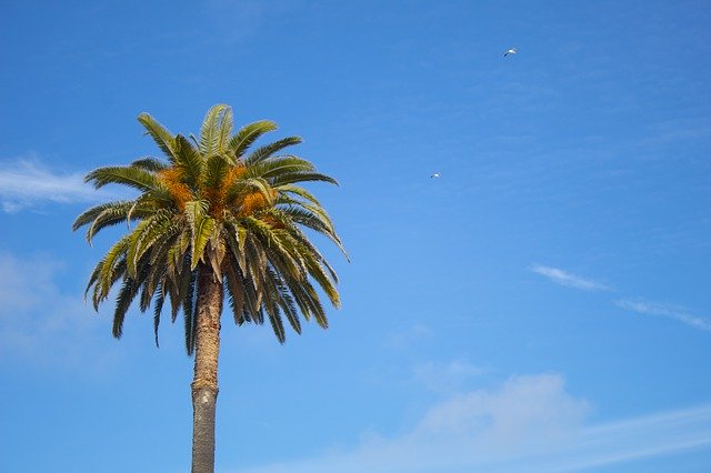 Free download Coconut Tree Beach Summer -  free photo or picture to be edited with GIMP online image editor