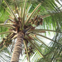 Coconut tree bears fruit  screen for extension Chrome web store in OffiDocs Chromium