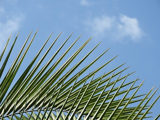 Free download Coconut Tree Palm Tropical -  free photo or picture to be edited with GIMP online image editor