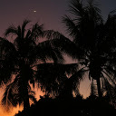 Coconut Trees and Sunset  screen for extension Chrome web store in OffiDocs Chromium