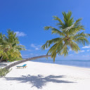 Coconut trees curl on the white sand  screen for extension Chrome web store in OffiDocs Chromium