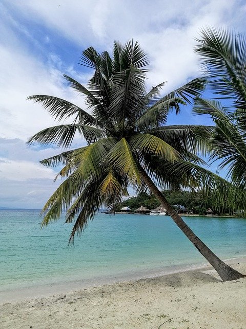 הורדה חינם Coconut Trees The Island Beach - תמונה או תמונה בחינם לעריכה עם עורך התמונות המקוון GIMP