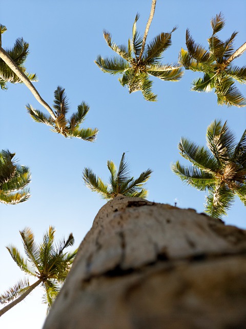 Free download coconut trees trees sky free picture to be edited with GIMP free online image editor