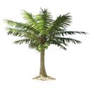 coconut tree wallpaper  screen for extension Chrome web store in OffiDocs Chromium