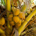 Coconut tree with lots of fruit  screen for extension Chrome web store in OffiDocs Chromium