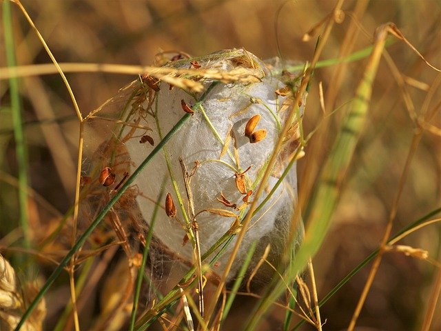 Free download Cocoon Hatching Caterpillar -  free photo or picture to be edited with GIMP online image editor