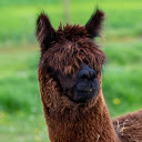 Coffee alpaca  screen for extension Chrome web store in OffiDocs Chromium