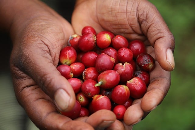 Free download coffee caffeine coffee berries free picture to be edited with GIMP free online image editor