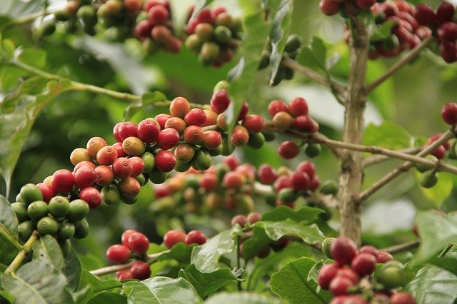 Muat turun percuma templat foto percuma Minuman Kafein Kopi untuk diedit dengan editor imej dalam talian GIMP