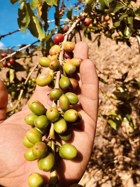 Muat turun percuma Coffee Chiapas Hand - foto atau gambar percuma untuk diedit dengan editor imej dalam talian GIMP