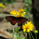 Coffee colored butterfly  screen for extension Chrome web store in OffiDocs Chromium