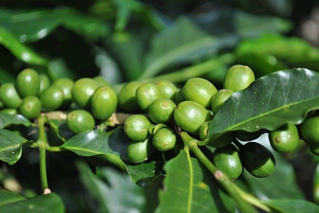 Descărcare gratuită Coffee Costa Rica Green - fotografie sau imagini gratuite pentru a fi editate cu editorul de imagini online GIMP