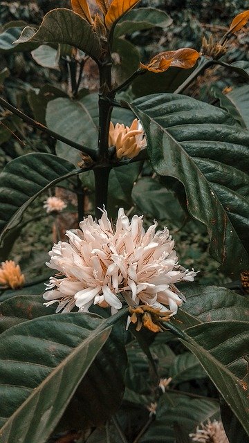 Free download Coffee Leaf Flowers -  free photo or picture to be edited with GIMP online image editor