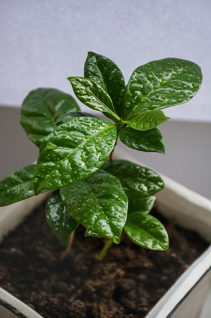 ดาวน์โหลดฟรี Coffee Leaves Sprout - ภาพถ่ายหรือรูปภาพฟรีที่จะแก้ไขด้วยโปรแกรมแก้ไขรูปภาพออนไลน์ GIMP